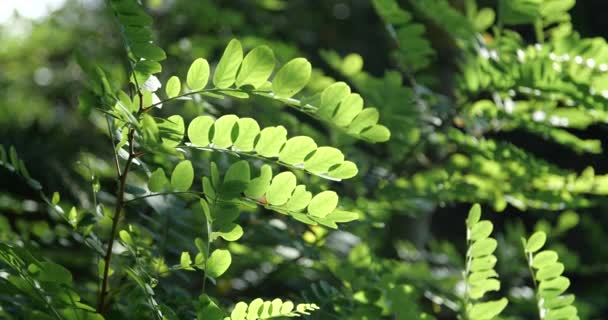 Foglie verdi in controluce soleggiata che soffiano nella brezza . — Video Stock