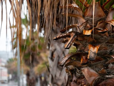 Yağmurda palmiye ağacı