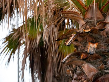 Yağmurda palmiye ağacı