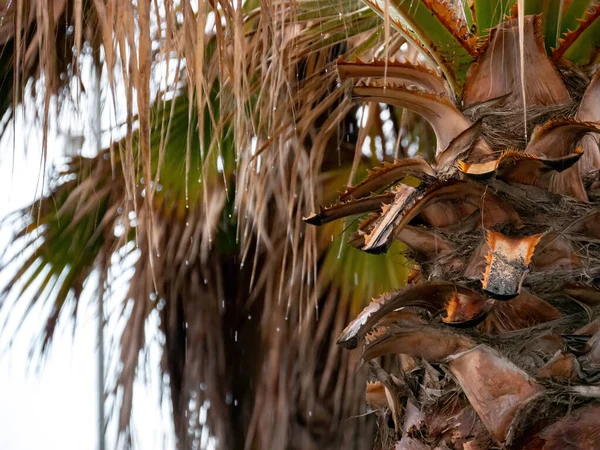 Yağmurda palmiye ağacı