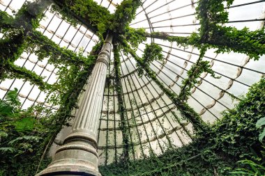 Botanik bahçesinde tropik bitkilerle kaplı cam sera. Camdan çatı, aşağıdan manzara.