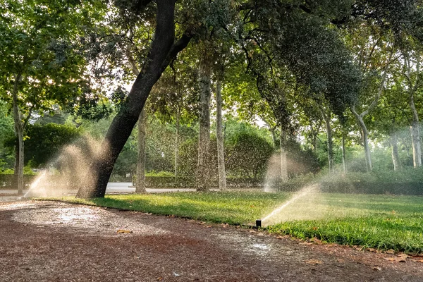 Grass watering in a park in summer day in the morning. Automatic sprinkler irrigation system working in a park, watering lawn, flowers and trees.