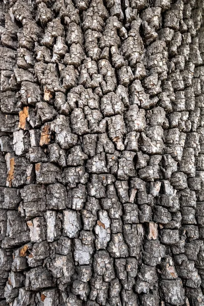Stara struktura kory drzewa. Tło drewna. Drzewo persymony amerykańskiej lub Diospyros virginiana — Zdjęcie stockowe