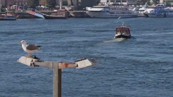 PORTO, PORTUGAL - 26. OKTOBER 2019: Douro-Fluss mit Touristenboot überquert den Fluss an sonnigen Tagen. Im Vordergrund sitzt die Möwe auf einer Laterne im Hafen . — Stockvideo