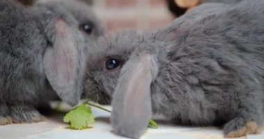 İki küçük gri tavşan taze ot yiyor, ama tavşan anne yiyecekleri alıyor.