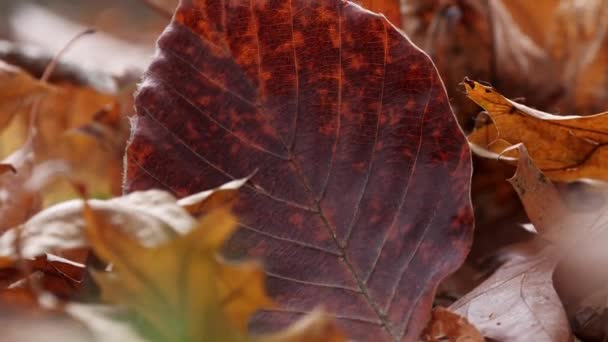 Textur av vinrött löv på marken i solig höstpark. Torra löv på nära håll — Stockvideo