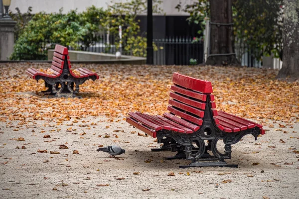 Duif wandelen in de buurt van oude rode banken in de stad herfst park met gevallen bladeren. — Stockfoto