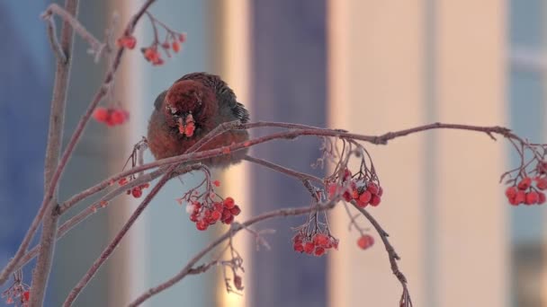 Bullfinch τρώει κατεψυγμένα κόκκινα μούρα της κουμαριάς-δέντρο το χειμώνα — Αρχείο Βίντεο