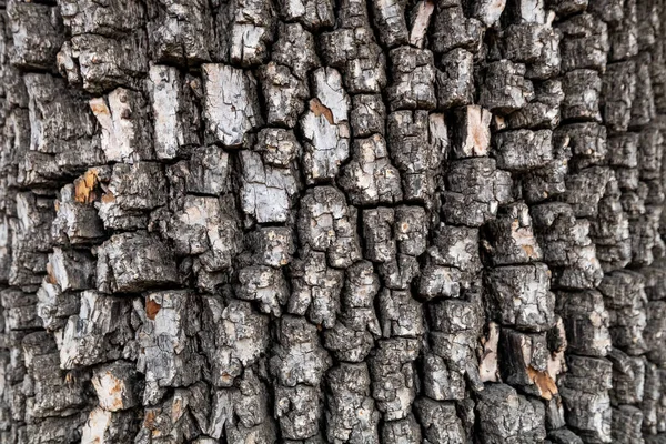 Bark of american persimmon tree or Diospyros virginiana. Old tree bark texture. — Stock Photo, Image