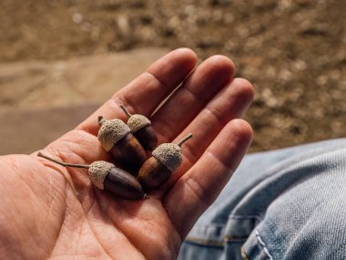Sonbahar parkında elinde kahverengi meşe palamudu tutan insanlar.