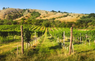 Vineyards under the Hill at Sunny Day without Clouds