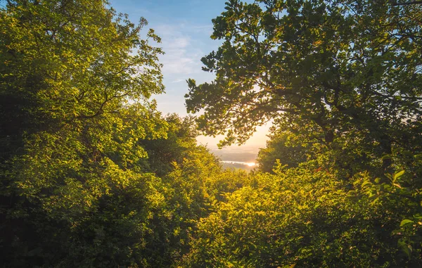 View Forest Sunset Trees Illuminated Golden Evening Light — Stock Photo, Image