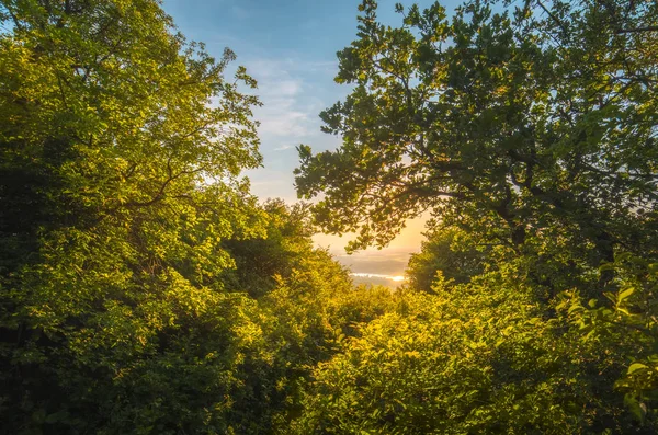 Vue Depuis Forêt Coucher Soleil Arbres Illuminés Par Lumière Soir — Photo