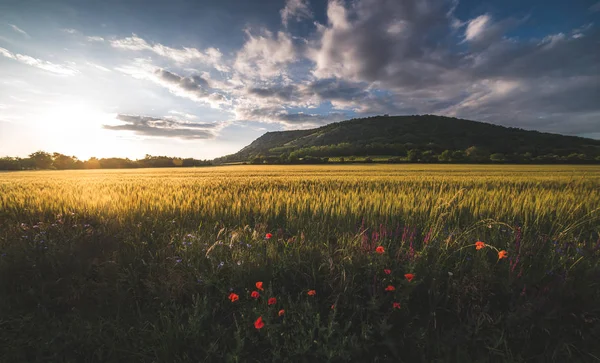 Champ Doré Illuminé Par Coucher Soleil Avec Braunsberg Hill Ciel — Photo