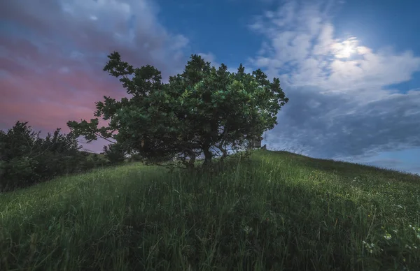 月の輝く夜に丘の上の木と自然の風景 — ストック写真
