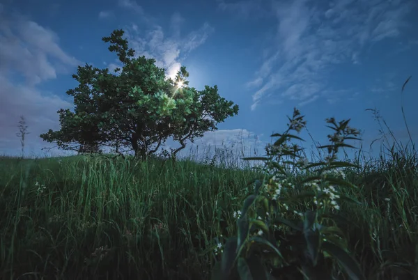 Paisaje Natural Con Árbol Noche Con Luna Brillante —  Fotos de Stock