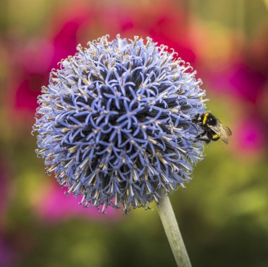 Echinops veya küre Thistle Bumble Bee. Arka plan bulanık. Kopya alanı.