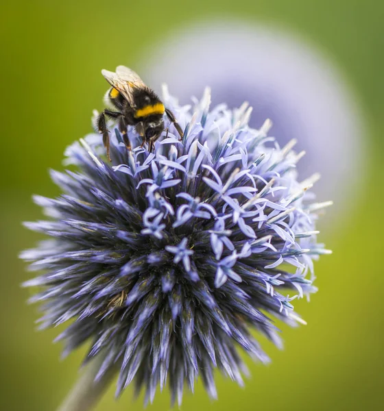 Bumble Bee on Echinops or Globe Thistle. Green Blurry Background.