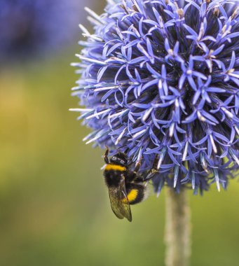 Bumble Bee Echinops üzerinde