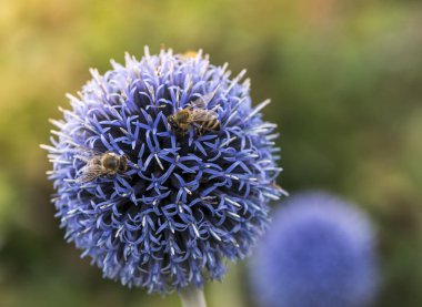 İki Beed Echinops veya küre Thistle. Bulanık arka planı yeşil.