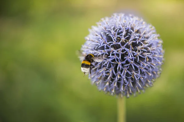 Flying Bumble Bee on Echinops or Globe Thistle. Green Blurry Background. Copy Space.