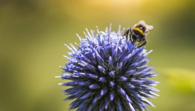 Echinops veya küre Thistle Bumble Bee. Yeşil bulanık arka plan. Kopya alanı.