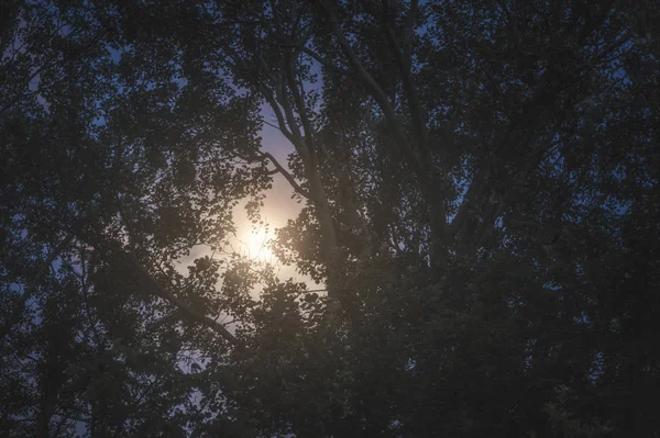 Moon Shining through the Forest at Night