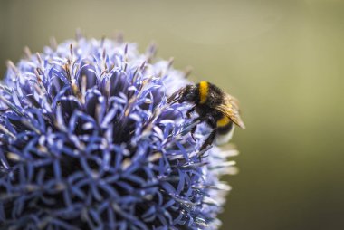 Echinops veya küre Thistle Bumble Bee. Arka plan bulanık. Kopya alanı.