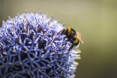 Bumble Bee on Echinops or Globe Thistle. Blurry Background. Copy Space. clipart