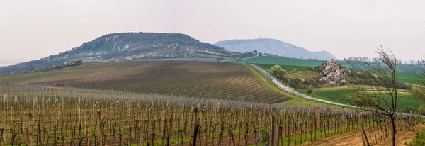 Paesaggio collinare di vigneti — Foto Stock