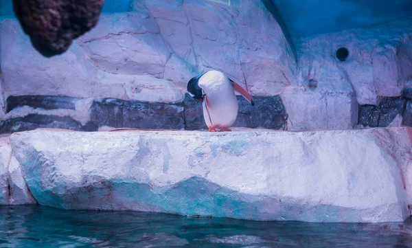 Penguin Cleaning Itself — Stock Photo, Image