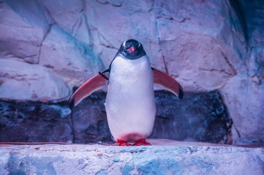Oceanarium içinde penguen