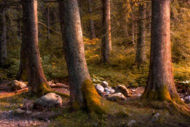 Gün batımında sonbahar ormandaki ağaçlar