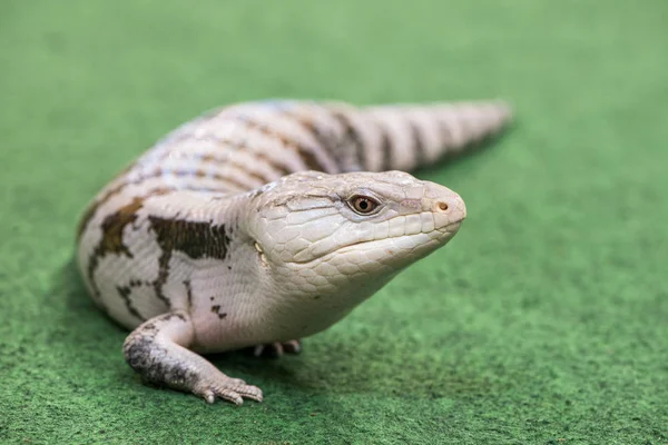 Reptil en una alfombra — Foto de Stock