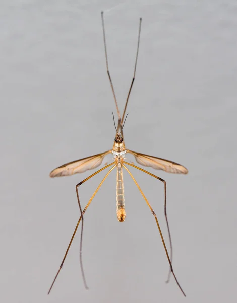 Crane fly eller Tipula — Stockfoto