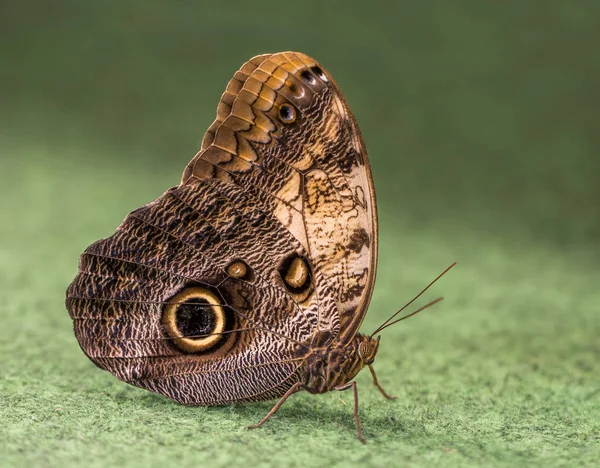 Butterfly Caligo Rurilochus — Stock Photo, Image