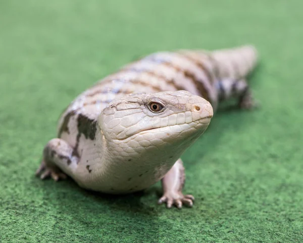 Reptil en una alfombra — Foto de Stock