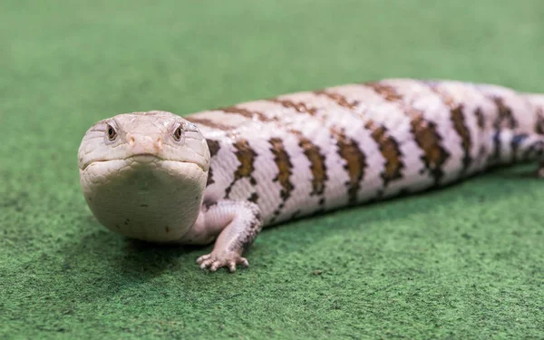 Reptil en una alfombra — Foto de Stock