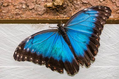 Kelebek Morpho Peleides