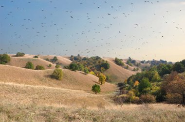 Kuş sürüsü güney Banat, Voyvodina, Sırbistan 'daki Deliblatska pekarasının kum tepelerinin üzerinde daireler çiziyor.