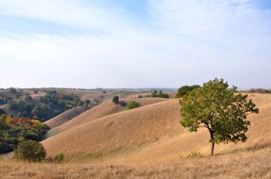 Doğa sanatı. Banat Deliblato Sands Dunes, Voyvodina, Sırbistan. Deliblato Sands kapsamı yaklaşık 300 km kapsayan büyük bir kum alanıdır. Güney Banat'ta, Tuna Nehri'nin yakınında yer alır..
