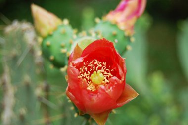 Arka planda bulanık yeşil tomurcukları olan güzel kırmızı kaktüs çiçeği..