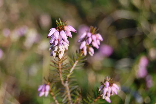 Flowers. Cross-leaved Heath is a type of heather that likes bogs. It is an evergreen shrub and it`s flower attract all kinds of nectar-loving insects.