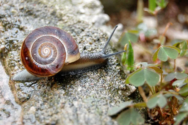 Hungry Snail Saw Beautiful Fresh Clover — Stock Photo, Image