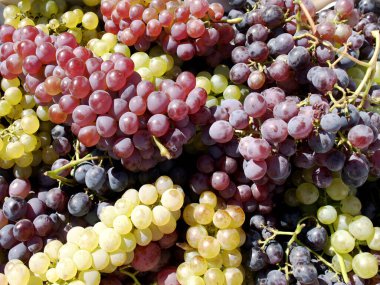 Sonbahar güneşi sırasında çekilen farklı üzüm çeşitleri.   