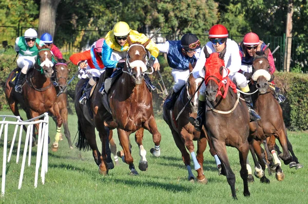 Ljubicevo Equestrian Games Torneo Ecuestre Que Celebra Anualmente Ciudad Pozarevac — Foto de Stock