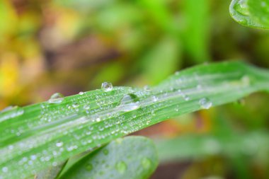Çim yaprağının üzerindeki çiy damlaları