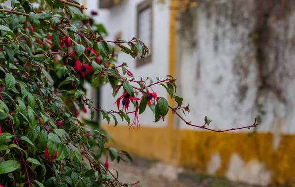 Portugal, Obidos, 16 janvier 2019 — Photo