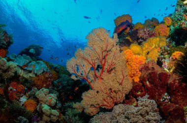 Endonezya renkli sualtı mercan resifi
