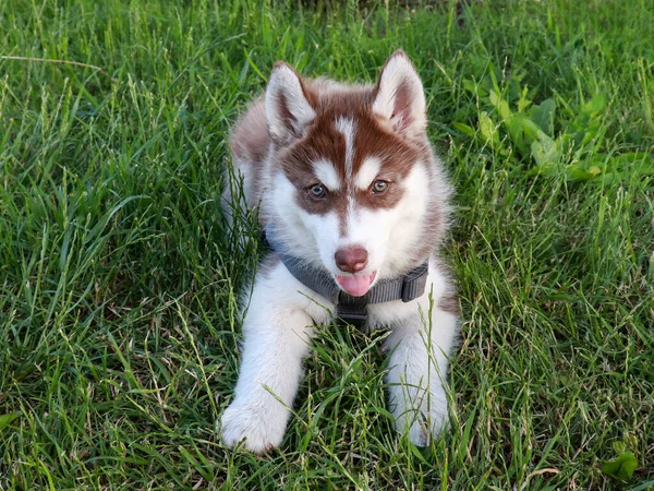 Aranyos Husky Puppy Játszik Fűben Szibériai Husky Kiskutya Szabadban Egy — Stock Fotó